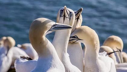 开云·体育全站登录地址-【棒球天才崛起】新星快速成长引领球队未来，棒球巨星2021