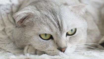 开云体育在线入口-《国际电竞联盟峰会：推动行业标准化与合作》，国际电竞展