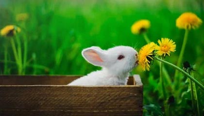 开云全站-“詹姆斯30+10，火热话题引发网友热议”，詹姆斯03到10战绩